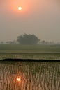 Sunset on the Terai Royalty Free Stock Photo