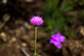 Sunset Thistle Bud With Purple Petals