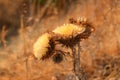 Sunset thistle