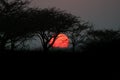 Sunset through Thorn Trees in Africa Royalty Free Stock Photo