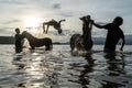 At sunset, three silhouettes of people cleaning racehorses on a beach in Lariti Beach, Bima district, West Nusa Tenggara. Bathing