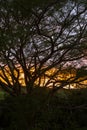 Sunset thru the trees