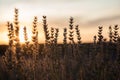 Lavender field view on sunset time