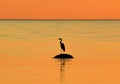 Sunset time observing. Birds on Baltic sea nature reserve Vidzeme jurmala