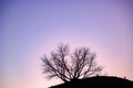 sunset in the town of Aragones, Jabaloyas. tree without leaves in autumn with star background Royalty Free Stock Photo