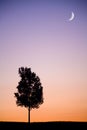 Sunset tree Royalty Free Stock Photo