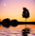 Sunset tree Royalty Free Stock Photo