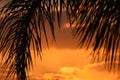 Sunset shades a palm tree