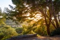 Sunset in the tree branches. Beautiful fields and hills of Porquerolles islnad Royalty Free Stock Photo