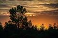 Sunset, tree, Branches, clouds, landscape Royalty Free Stock Photo