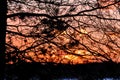 Sunset through tree branches Royalty Free Stock Photo