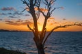 Sunset in between the tree branches by the sea