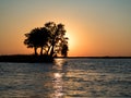 Sunset and tree in Chobe National Park