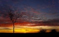 Sunset Tree Derbyshire Royalty Free Stock Photo