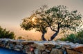 Sunset with a tree in the foreground Royalty Free Stock Photo