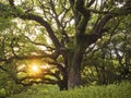 Sunset through a tree