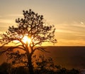 Sunset tree golden landscape nature