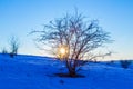 Sunset through tree on hill at winter landscape Royalty Free Stock Photo