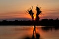 Sunset with a tree and hippo in the water in Kruger National Park Royalty Free Stock Photo