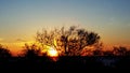 Sunsets Behind Tree Royalty Free Stock Photo