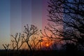 Sunset with tree limb