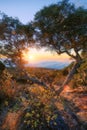 Sunset through a tree at Maido in Saint-Paul, Reunion Island