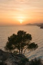 Sunset tree Mediterranean Sea, Spain Royalty Free Stock Photo