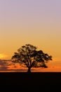 Sunset Tree Silhouette 2