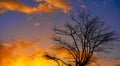 Sunset tree silhouette with orange clouds Royalty Free Stock Photo