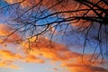 Sunset tree silhouette with orange clouds Royalty Free Stock Photo