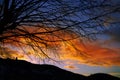 Sunset tree silhouette with orange clouds Royalty Free Stock Photo