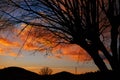 Sunset tree silhouette with orange clouds Royalty Free Stock Photo