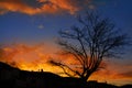 Sunset tree silhouette with orange clouds Royalty Free Stock Photo