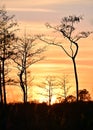 Sunset with tree silhouettes