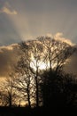 Sunset with tree silhouettes and rays of sunlight Royalty Free Stock Photo