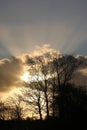 Sunset with tree silhouettes and rays of sunlight Royalty Free Stock Photo