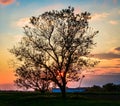 Sunset and tree in the village