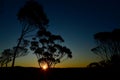 Sunset through the trees in the Blue Mountains Royalty Free Stock Photo