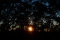 Sunset through the trees in the Blue Mountains Royalty Free Stock Photo