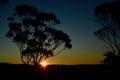 Sunset through the trees in the Blue Mountains Royalty Free Stock Photo