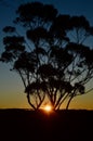 Sunset through the trees in the Blue Mountains Royalty Free Stock Photo