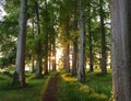 Sunset through trees in an elvish style