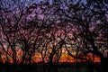 Sunset and Trees like a painting Royalty Free Stock Photo