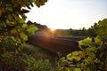 Sunset through Trees by Railroad Tracks near Radcliff, Kentucky Royalty Free Stock Photo