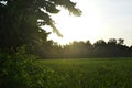 Sunset among the trees in the rice field Royalty Free Stock Photo