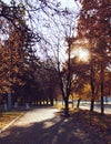 Sunset and trees shadows. Sunlight through tree foliage. Yellow, red, green leaves in sunlight