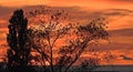 Sunset through the trees, silhouette of trees with red and orange sky in the background Royalty Free Stock Photo