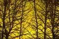 Sunset trees silhouette Royalty Free Stock Photo