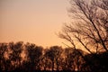 Sunset with trees in silhouettes, golden hour. Nature with very warm colours