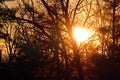 Sunset through trees in winter Royalty Free Stock Photo